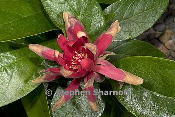 calycanthus occidentalis 4 graphic